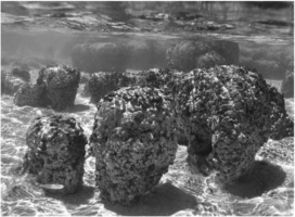 Stromatolites are layered structures produced by the activity of ________.