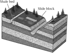 <strong>The ________ in the sequence of sedimentary rocks shown below may become a failure surface. </strong> A)bedding planes B)exfoliation joints C)foliation planes D)uplift planes