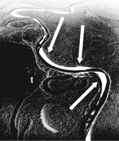 <strong>The figure below is an aerial photograph of a meandering stream.The light-colored features labeled with arrows are ________. </strong> A)thalwegs B)cut banks C)flood plains D)point bars