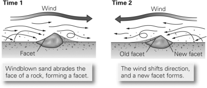 <strong>As shown in the figure below,wind erosion can create a faceted rock known as a ________. </strong> A)ventifact B)lag deposit C)yardang D)wadi