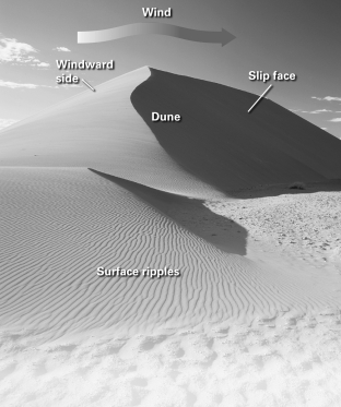 <strong>The image below is of a ________ dune. </strong> A)transverse B)star C)longitudinal D)parabolic