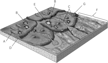 <strong>Identify the farthest reach of the glacier in the figure below. </strong> A)E B)C C)G D)F