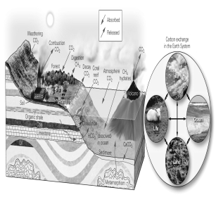 <strong>Using the diagram included,which list contains only carbon sinks? </strong> A)combustion,decay of plant materials,metamorphism B)metamorphism,burning of fossils fuels,animal digestion C)chemical weathering,growth of vegetation,formation of coral reefs D)chemical weathering,decay of vegetation,formation of coral reefs