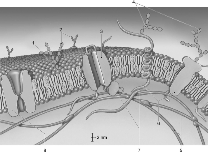 <strong> Figure 3-1 Use Figure 3-1 to answer the following questions Which molecule is a combination of a sugar and a lipid?</strong> A) 1 B) 2 C) 3 D) 5 E) 6