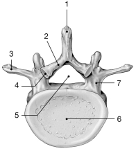 <strong> Figure 7-2 Typical Vertebra (inferior view) Use Figure 7-2 to answer the following questions: Where is the spinal cord located?</strong> A) 3 B) 4 C) 5 D) 6 E) 7