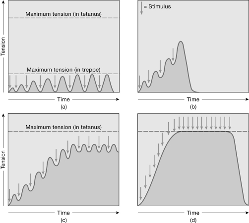 <strong>  Figure 9-2 Muscle Contractions Use Figure 9-2 to answer the following questions: What is the contraction in graph (d) called?</strong> A) complete tetanus B) incomplete tetanus C) twitch D) wave summation E) treppe <div style=padding-top: 35px> 