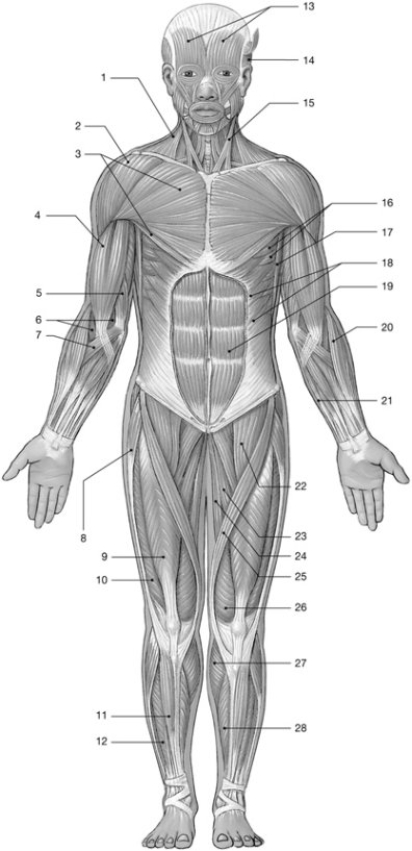 <strong> Figure 10-1 Major Anterior Skeletal Muscles Use Figure 10-1 to answer the following questions: Identify the muscle labeled 25.</strong> A) rectus femoris B) biceps femoris C) adductor longus D) risorius E) sartorius