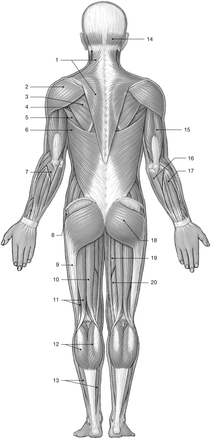 <strong> Figure 10-2 Major Posterior Skeletal Muscles Use Figure 10-2 to answer the following questions: Identify the muscle labeled 7.</strong> A) anconeus B) extensor carpi ulnaris C) extensor digitorum D) pronator teres E) brachioradialis