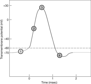 <strong> Figure 11-2 The Nerve Action Potential Use Figure 11-2 to answer the following questions: Which area of the graph occurs when there is a sudden inrush of sodium ions?</strong> A) 1 B) 2 C) 3 D) 4