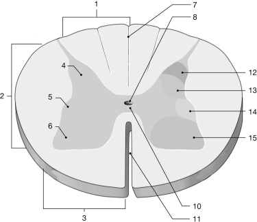 <strong> Figure 12-1 The Spinal Cord Use Figure 12-1 to answer the following questions: Identify the structure labeled 10.</strong> A) anterior white commissure B) anterior median fissure C) anterior white column D) anterior gray commissure E) anterior white horn