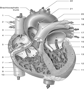 <strong> Figure 18-1 The Heart Use Figure 18-1 to answer the following questions: Identify the structure labeled 6.</strong> A) cusp of tricuspid valve B) pulmonary semilunar valve C) aortic semilunar valve D) bicuspid valve E) ligamentum arteriosum