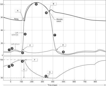 <strong> Figure 18-2 Cardiac Cycle Use Figure 18-2 to answer the following questions: What occurs at the area labeled D on the graph?</strong> A) AV valve opens B) semilunar valve opens C) diastolic refilling begins D) both AV valve opens and diastolic refilling begins E) both semilunar valve opens and diastolic refilling begins