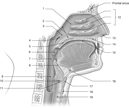 <strong> Figure 20-1 The Upper Airways Use Figure 20-1 to answer the following questions: Identify the structure labeled 7.</strong> A) internal nares B) esophagus C) glottis D) oropharynx E) laryngopharynx