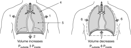 <strong> Figure 20-2 Mechanics of Ventilation Use Figure 20-2 to answer the following questions: Which muscle(s) produce(s) the movement labeled 1?</strong> A) rectus abdominis B) internal intercostals C) external intercostals D) diaphragm E) both rectus abdominis and external intercostals