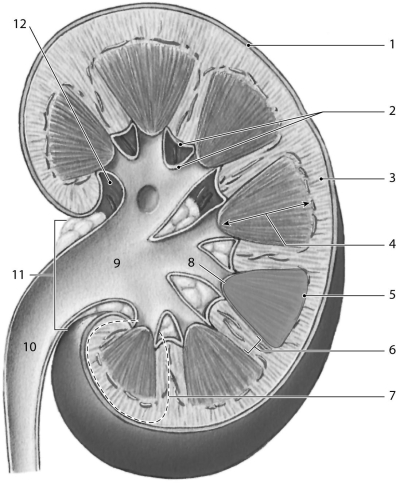 <strong> Figure 23-1 Use Figure 23-1 to answer the following questions: Identify the structure labeled 10.</strong> A) renal pelvis B) minor calyx C) ureter D) major calyx E) renal column
