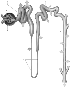 <strong> Figure 23-2 Use Figure 23-2 to answer the following questions: What physiological process occurs at the structure labeled 2?</strong> A) reabsorption B) excretion C) secretion D) filtration E) micturition