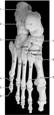 <strong> Figure 7- 5 Bones of the Ankle and Foot Use Figure 7- 5 to answer the following questions: On which bone does the tibia press?</strong> A) 9 B) 1 C) 2 D) 7 E) 3