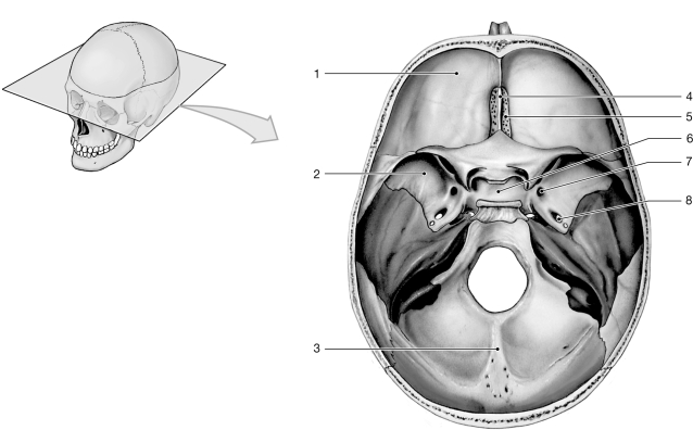 Figure 7- 1 Floor of the Cranial Cavity Use Figure 7- 1 to answer the following questions: -Which bone has foramina for the olfactory nerves?