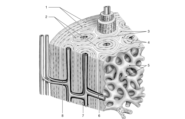 <strong> Figure 6- 1 Bone Tissue Use Figure 6- 1 to answer the following questions): Which structure is characteristic of spongy bone?</strong> A) 1 B) 2 C) 3 D) 4 E) 5