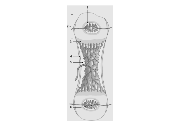 <strong> Figure 6- 2 Endochondral Ossification Use Figure 6- 2 to answer the following questions): The structural units of mature compact bone are called</strong> A) osteons. B) canaliculi. C) osteocytes. D) lacunae. E) lamellae.