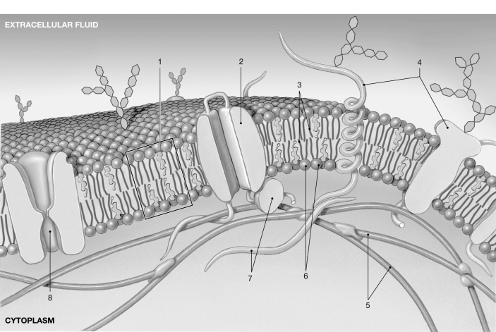 <strong> Figure 3- 1 The Plasmalemma Use Figure 3- 1 to answer the following questions): Lipid molecules pass into the cell through the structure labeled</strong> A) 1. B) 2. C) 3. D) 5. E) 6.