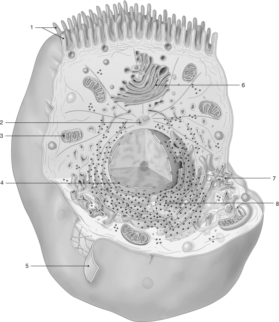 <strong> Figure 3- 2 The Anatomy of a Representative Cell Use Figure 3- 2 to answer the following questions): Synthesis of carbohydrates and lipids occurs in the structure labeled</strong> A) 4. B) 5. C) 6. D) 7. E) 8.