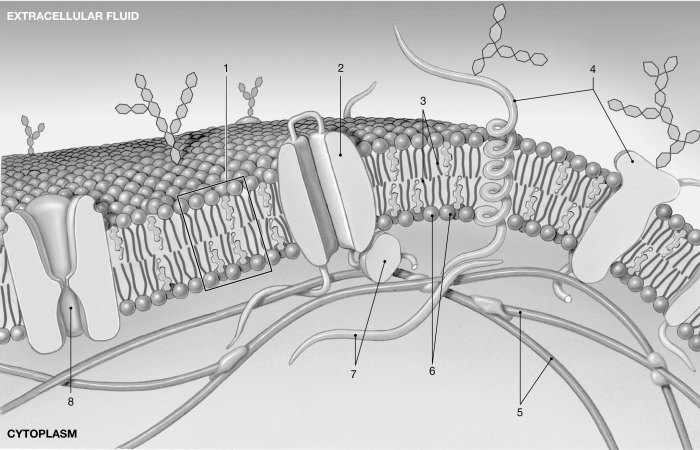 <strong> Figure 3- 1 The Plasmalemma Use Figure 3- 1 to answer the following questions): Functions of the glycocalyx include</strong> A) binding extracellular compounds. B) lubricating and protecting the cell membrane. C) identifying the cell for the immune system. D) all of the above E) B and C only