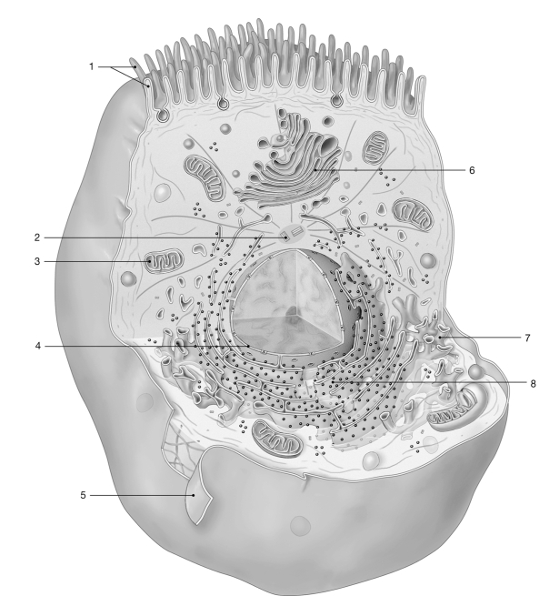 Figure 3- 2 The Anatomy of a Representative Cell Use Figure 3- 2 to answer the following questions): -Cancer cells