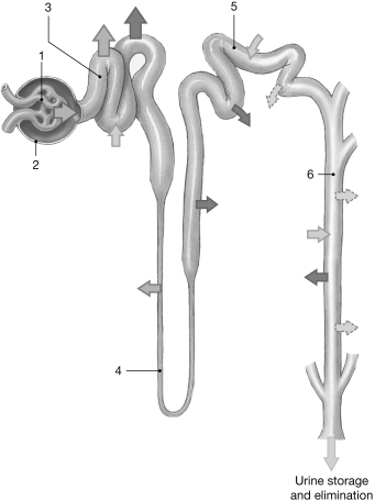 <strong> Figure 24- 2 The Nephron Use Figure 24- 2 to answer the following questions: Where does most nutrient reabsorption occur?</strong> A) 4 B) 3 C) 5 D) 2 E) 6