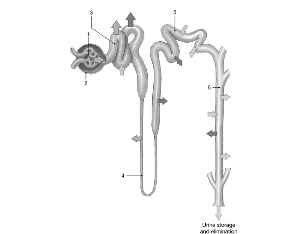 <strong> Figure 24- 2 The Nephron Use Figure 24- 2 to answer the following questions: Where does countercurrent multiplication occur?</strong> A) 5 B) 6 C) 3 D) 2 E) 4