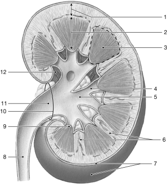 <strong> Figure 24- 1 The Structure of the Kidney Use Figure 24- 1 to answer the following questions: Identify the structure labeled 8.</strong> A) renal column B) renal pelvis C) major calyx D) ureter E) minor calyx