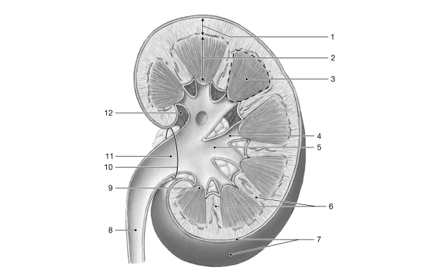 Figure 24- 1 The Structure of the Kidney Use Figure 24- 1 to answer the following questions: -Identify the structure labeled 11.