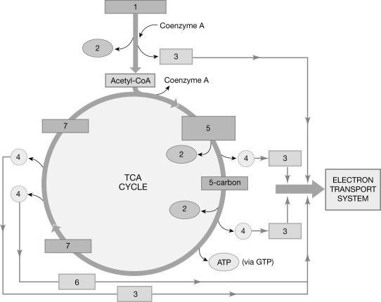 <strong> Figure 23- 1 The TCA Cycle Use Figure 23- 1 to answer the following questions: Urea is formed in the</strong> A) small intestine. B) kidneys. C) large intestine. D) stomach. E) liver.