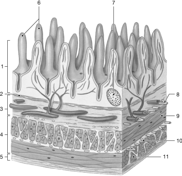 <strong>  Figure 22- 1 The Wall of the Small Intestine Use Figure 22- 1 to answer the following questions: The pancreas produces - digesting enzymes in the form of proenzymes.</strong> A) protein B) sugar C) carbohydrate D) lipid E) nucleic acid <div style=padding-top: 35px> 