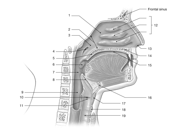 <strong>  Figure 21- 1 The Upper Airways Use Figure 21- 1 to answer the following questions: The glottis is</strong> A) the opening to the pharynx. B) part of the hard palate. C) a flap of elastic cartilage. D) the soft tissue that hangs off the end of the soft palate. E) the opening to the larynx. <div style=padding-top: 35px> 