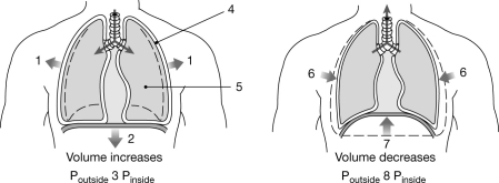 <strong>C:\User   Figure 21- 2 Mechanics of Ventilation Use Figure 21- 2 to answer the following questions: The placement of a tube directly into the trachea to bypass the larynx is termed an)</strong> A) trachectomy. B) intubation. C) tracheostomy. D) catheterization. E) tunnelization. <div style=padding-top: 35px> 