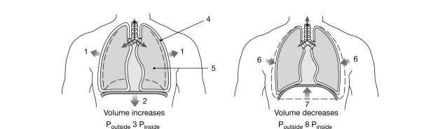 <strong>  Figure 21- 2 Mechanics of Ventilation Use Figure 21- 2 to answer the following questions: What pressure will be present in the space labeled 4?</strong> A) interpleural pressure B) alveolar pressure C) atmospheric pressure D) subatmospheric pressure E) subalveolar pressure <div style=padding-top: 35px> 