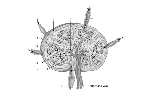 <strong> Figure 20- 1 The Structure of a Lymph Node Use Figure 20- 1 to answer the following questions: Which of these is not a property of AIDS?</strong> A) attacks the T helper CD4) cells B) is spread most often through sexual contact C) has killed at least ½ million people in the United States D) is declining worldwide E) almost always eventually fatal.