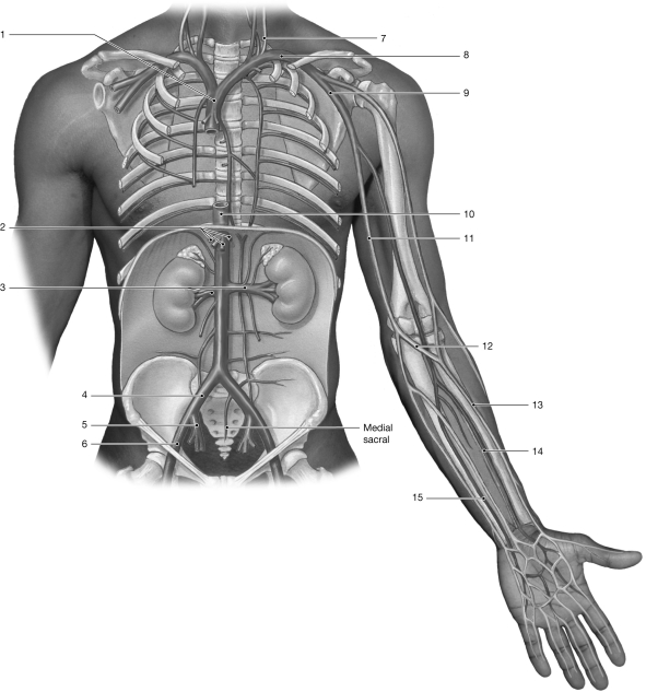 <strong>  Figure 19- 2 Veins Use Figure 19- 2 to answer the following questions: Identify the vein labeled 15.</strong> A) radial B) basilic C) axillary D) brachial E) ulnar <div style=padding-top: 35px> 