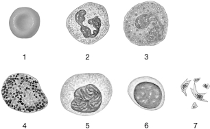 <strong> Figure 17- 1 The Origins and Differentiation of Formed Elements Use Figure 17- 1 to answer the following questions: Identify the cell labeled 7.</strong> A) neutrophil B) lymphocyte C) basophil D) monocyte E) platelet