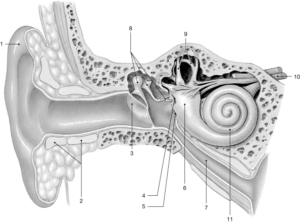 <strong> Figure 15- 2 The Ear Use Figure 15- 2 to answer the following questions: Which structure contains the receptors for hearing?</strong> A) 10 B) 9 C) 8 D) 11 E) 6