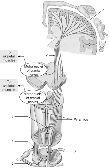 <strong> Figure 14- 2 The Corticospinal Pathway Use Figure 14- 2 to answer the following questions: Tactile discs are to as tactile corpuscles are to _ .</strong> A) Wilms; Meissner B) Merkel; Meissner C) pain; pressure D) Meissner; Merkel E) Pacinian; Merkel