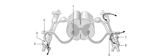<strong> Figure 14- 3 ANS Pathway Use Figure 14- 3 to answer the following questions: Identify the structure labeled 6.</strong> A) preganglionic neuron B) ganglionic neuron C) astrocyte D) sensory neuron E) somatic motor neuron
