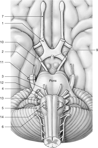 <strong> Figure 13- 2 Cranial Nerves Use Figure 13- 2 to answer the following questions: What is the function of the nerve labeled 10?</strong> A) olfaction B) auditory C) vision D) eye movement E) taste