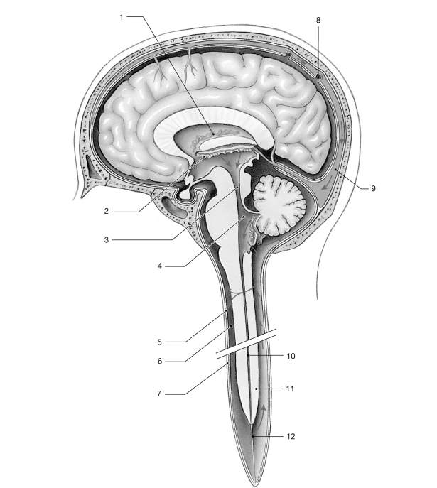 <strong> Figure 13- 1 The Circulation of Cerebrospinal Fluid Use Figure 13- 1 to answer the following questions: Identify the structure labeled 8.</strong> A) dura mater B) ventricles C) corpus callosum D) arachnoid granulation E) pia mater