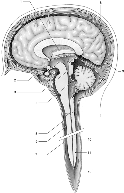 <strong> Figure 13- 1 The Circulation of Cerebrospinal Fluid Use Figure 13- 1 to answer the following questions: Which antibiotic enters the CNS without difficulty because it easily crosses the blood- brain barrier?</strong> A) doxycycline B) sulfadiazine C) periostat D) tetracycline E) actisite
