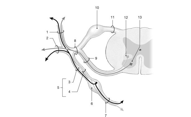 <strong>  Figure 12- 2 Spinal Nerves Use Figure 12- 2 to answer the following questions: Identify the structure labeled 5.</strong> A) autonomic nerve B) dorsal root ganglion C) rami communicantes D) autonomic ganglion E) ventral root <div style=padding-top: 35px> 