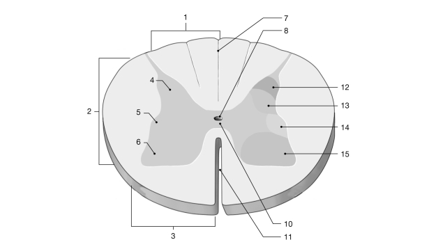 <strong>  Figure 12- 1 The Spinal Cord Use Figure 12- 1 to answer the following questions: The brachial plexus gives rise to all of the following nerves, except the</strong> A) phrenic. B) median. C) musculocutaneous. D) ulnar. E) radial. <div style=padding-top: 35px> 