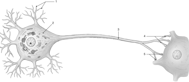 <strong> Figure 11- 1 The Neuron Use Figure 11- 1 to answer the following questions: The sodium- potassium ion exchange pump</strong> A) transports sodium ions into the cell during depolarization. B) moves sodium and potassium opposite to the direction of their electrochemical gradients. C) depends on a hydrogen gradient for energy. D) transports potassium ions out of the cell during repolarization. E) must reestablish ion concentrations after each action potential.