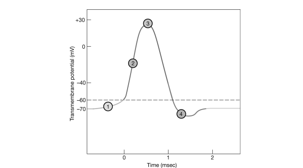 <strong> Figure 11- 2 The Nerve Action Potential Use Figure 11- 2 to answer the following questions: Which point of the graph shows when potassium ion outflow exceeds sodium ion inflow?</strong> A) 1 B) 2 C) 3 D) 4